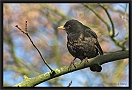 merel DSC_0027-01
